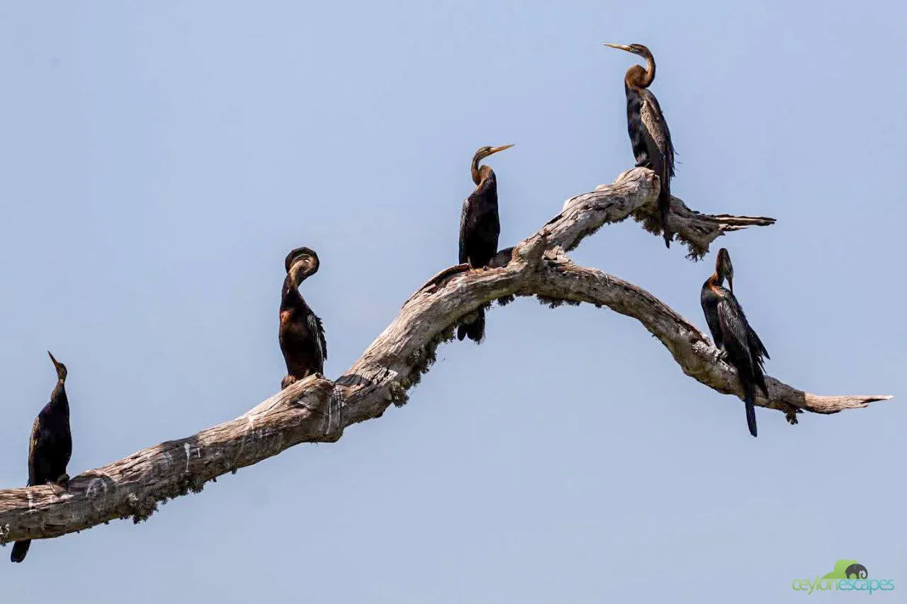 Sri Lanka Family Tour Gallery 5