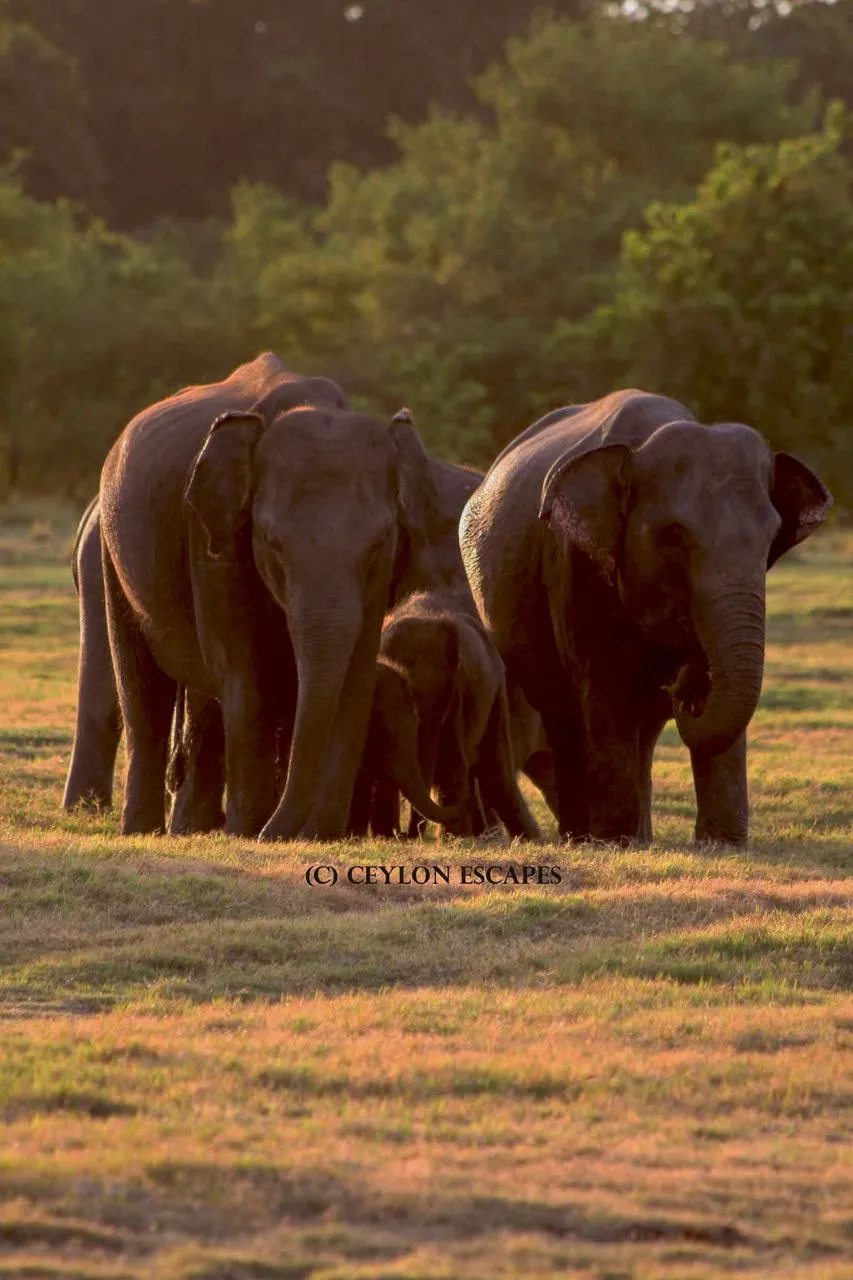 Sri Lanka Family Tour Gallery 6