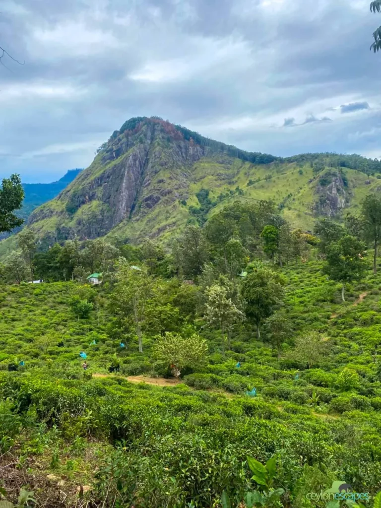 east-coast-special-two-1