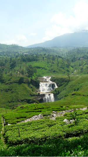 Honeymoon in Sri Lanka Gallery 1