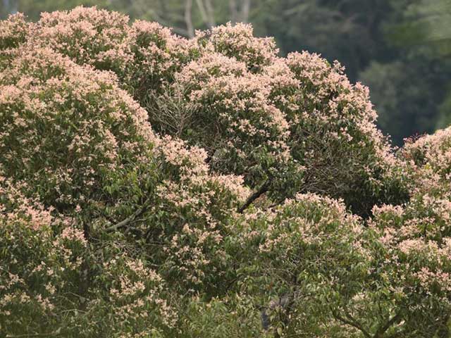 Sinharaja Rainforest Reserve