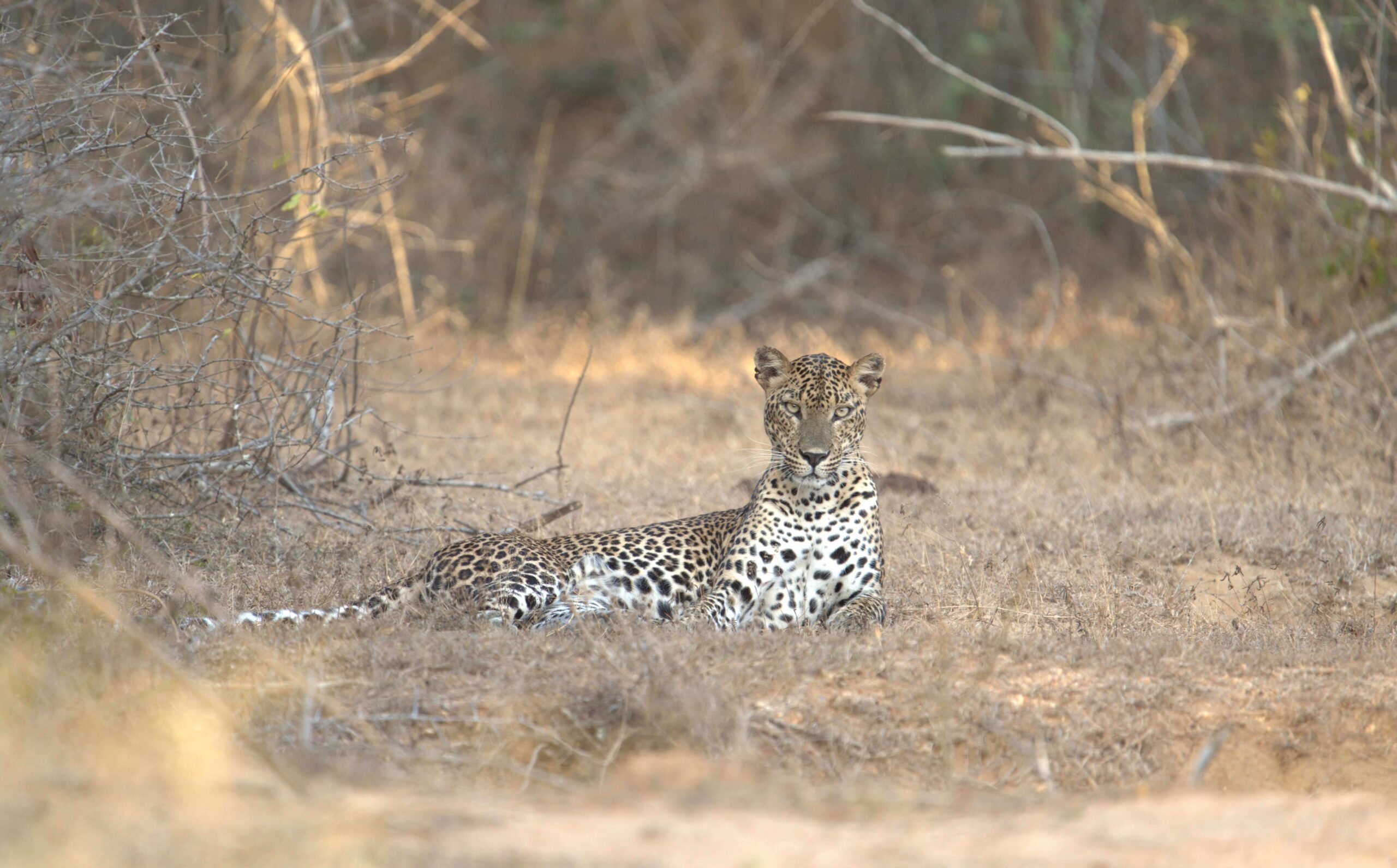 South East Wilderness