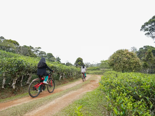 The Rainforest Ecolodge Deniyaya