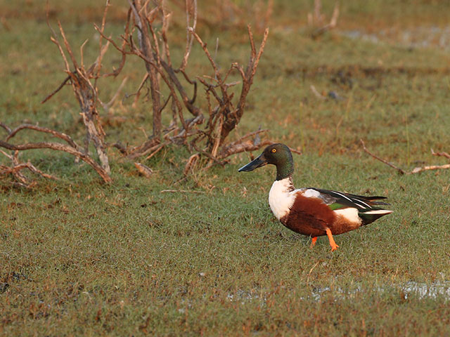 Mannar Bird Sanctuary