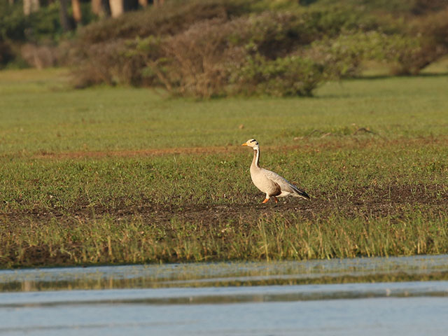 Mannar Bird Sanctuary