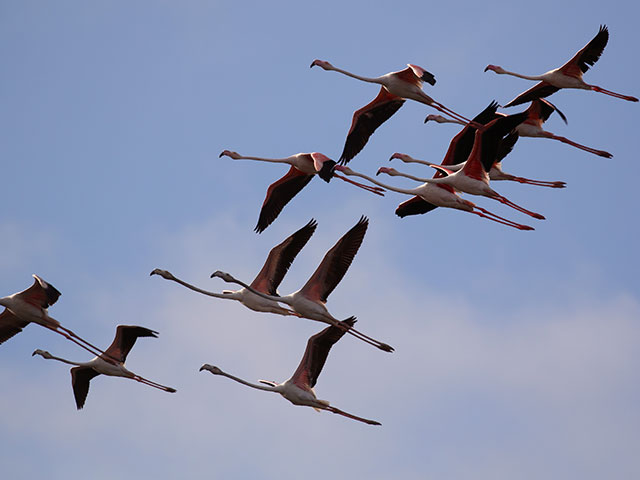 Mannar Bird Sanctuary