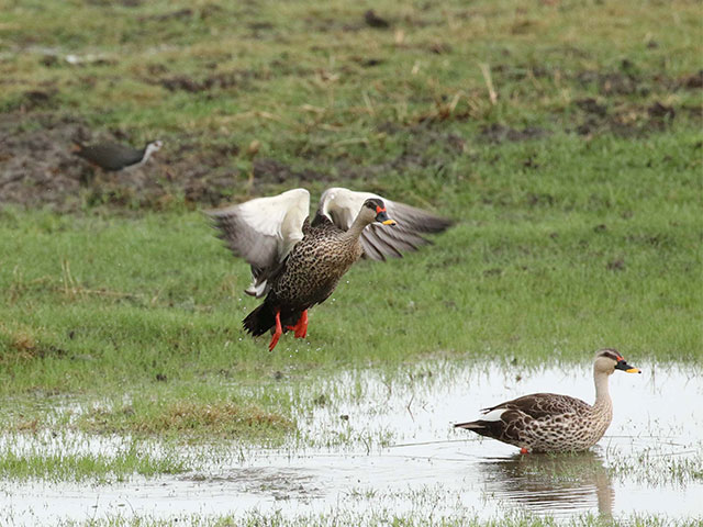 Mannar Bird Sanctuary