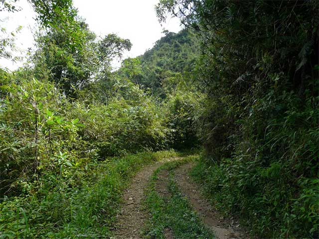 Sinharaja Rain Forest