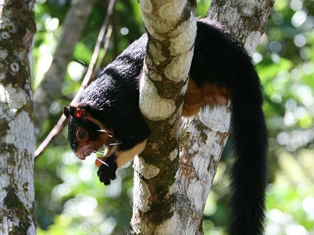 Sinharaja Rain Forest