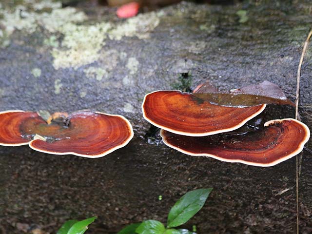 Sinharaja Rain Forest