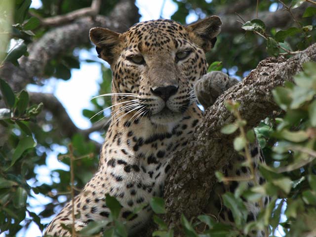 Yala National Park