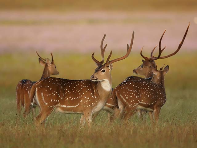 Spotted Deer