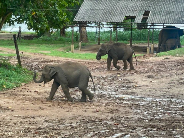 Elephant Transit Home in Udawalawe