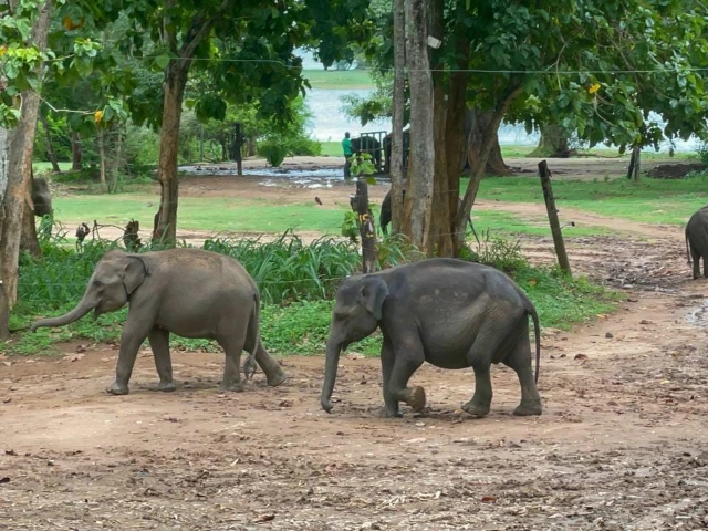 Elephant Transit Home in Udawalawe
