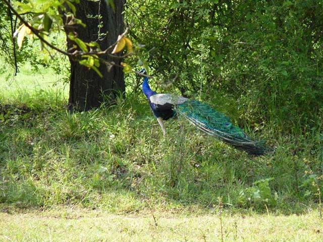 Minneriya & Kaudulla National Park