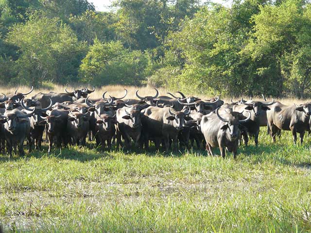 Minneriya & Kaudulla National Park