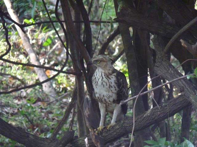 Minneriya & Kaudulla National Park