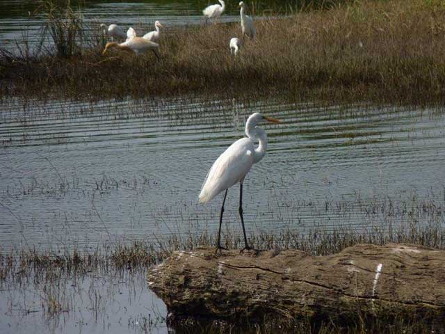 Minneriya & Kaudulla National Park