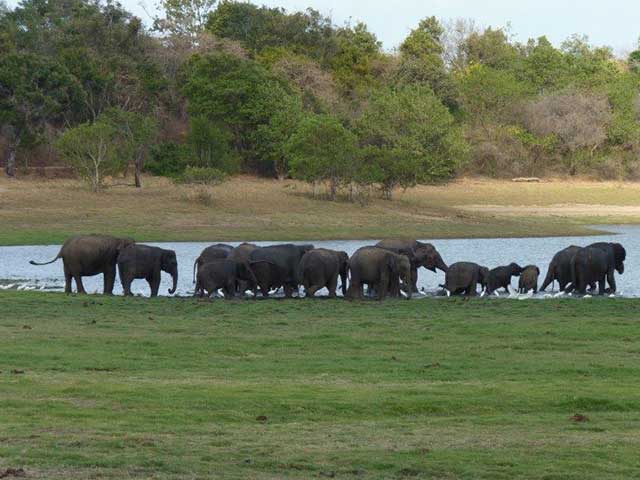 Minneriya & Kaudulla National Park