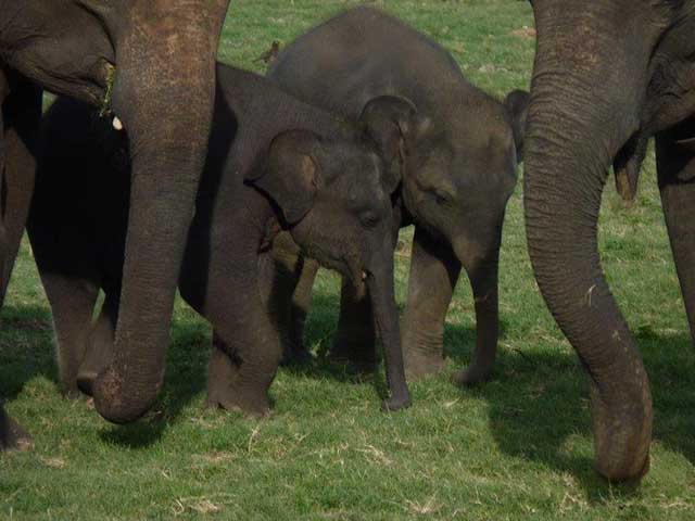 Minneriya & Kaudulla National Park