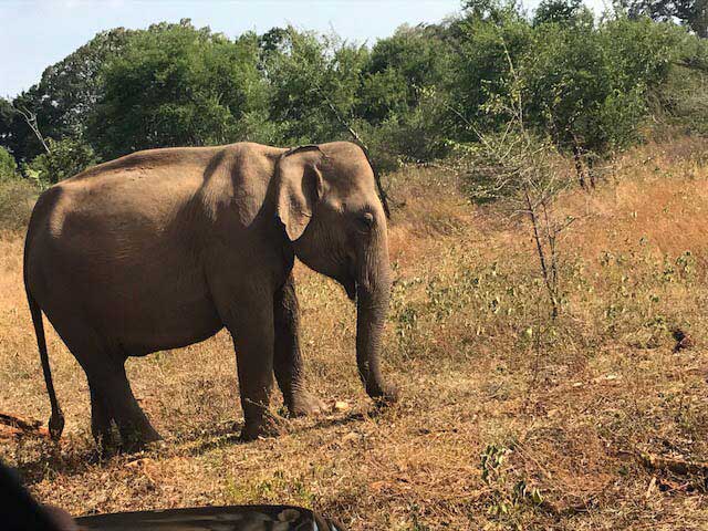 Udawalawe National Park