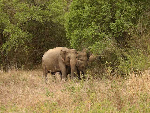 Wasgamuwa National Park